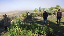 Amigos do Parque Ecológico do Funchal reforçam aposta em espécies da Laurissilva