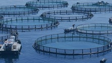 Imagem de Célia Pessegueiro espera que as razões que afastam a aquacultura da Fajã dos Padres sejam aplicadas na Ponta do Sol