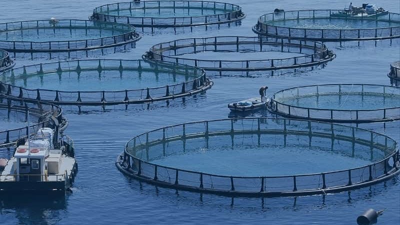 Célia Pessegueiro espera que as razões que afastam a aquacultura da Fajã dos Padres sejam aplicadas na Ponta do Sol