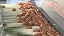 Imagem de Mais ovos e frangos, menos carne de vaca e porco