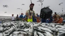 Imagem de Pesca da sardinha reabre na segunda-feira
