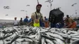 Imagem de Pesca da sardinha reabre na segunda-feira