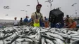 Pesca da sardinha reabre na segunda-feira