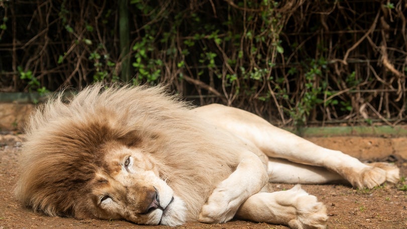 África do Sul vai proibir criação de leões em cativeiro