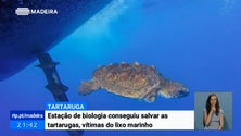 Imagem de Tartaruga resgatada em maio na Madeira foi devolvida ao mar (Vídeo)