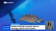Imagem de Tartaruga resgatada em maio na Madeira foi devolvida ao mar (Vídeo)