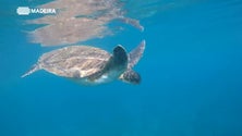 Imagem de Tartaruga-verde avistada no mar da Madeira pela primeira vez em 88 anos (Vídeo)