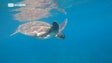 Tartaruga-verde avistada no mar da Madeira pela primeira vez em 88 anos (Vídeo)