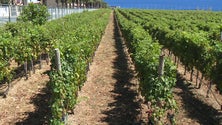 Imagem de Empresas já receberam mais de 800 toneladas de uvas (vídeo)