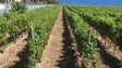 Imagem de Empresas já receberam mais de 800 toneladas de uvas (vídeo)