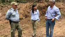 Imagem de Governo Regional já limpou 500 km de caminhos florestais
