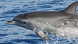 Imagem de A Madeira vai ter uma área específica para proteção de cetáceos
