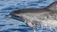 A Madeira vai ter uma área específica para proteção de cetáceos