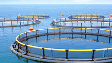 Imagem de Madeira ambiciona produção de atum em aquacultura