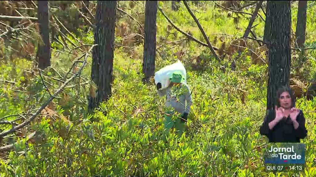 Recolhidas 20 toneladas de pinhas de pinheiros bravos em Leiria