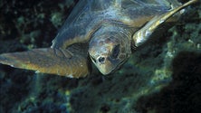 Imagem de Tartarugas dos Açores nascem na Flórida [Som]