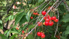Imagem de Cereja regional é a fruta mais vendida nesta época