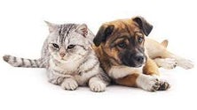 Imagem de Parlamento aprova esterilização gratuita de animais (Vídeo)