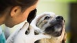 Imagem de Ordem quer ajudar a implementar a figura do Médico-Veterinário Municipal na Madeira (Vídeo)