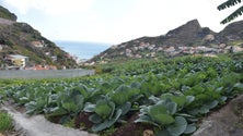 Imagem de Jovens cada vez mais interessados na agricultura da Região (áudio)