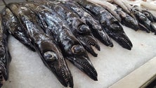Imagem de Venda de peixe diminui (áudio)