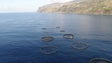 Imagem de Jaulas de aquacultura na Ponta do Sol vão ficar desviadas da frente mar