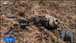 Imagem de Vaga de calor um pouco por todo o mundo (vídeo)