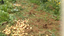 Imagem de Alerta vermelho para deteção da praga a batata nos Açores (som)