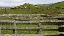 Imagem de Partidos com visões diferentes sobre o futuro da agricultura dos Açores (Vídeo)