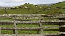 Partidos com visões diferentes sobre o futuro da agricultura dos Açores (Vídeo)