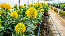 Imagem de Pandemia estagna exportação de próteas para a Holanda(Vídeo)