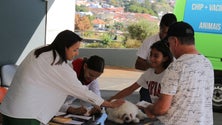 Mais de 300 animais foram vacinados no Funchal (áudio)