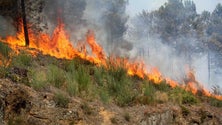 Imagem de Mais de 30 concelhos de sete distritos em risco máximo de incêndio