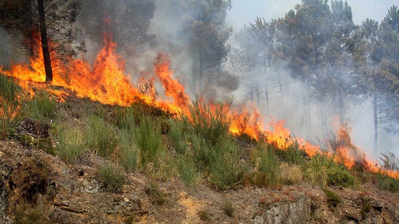 Imagem de Mais de 30 concelhos de sete distritos em risco máximo de incêndio
