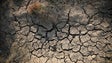 Madeira encontra-se numa situação de seca (Áudio)