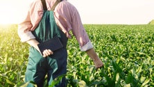 Imagem de Jovens agricultores podem candidatar-se até setembro a ajudas no valor global de 2 ME