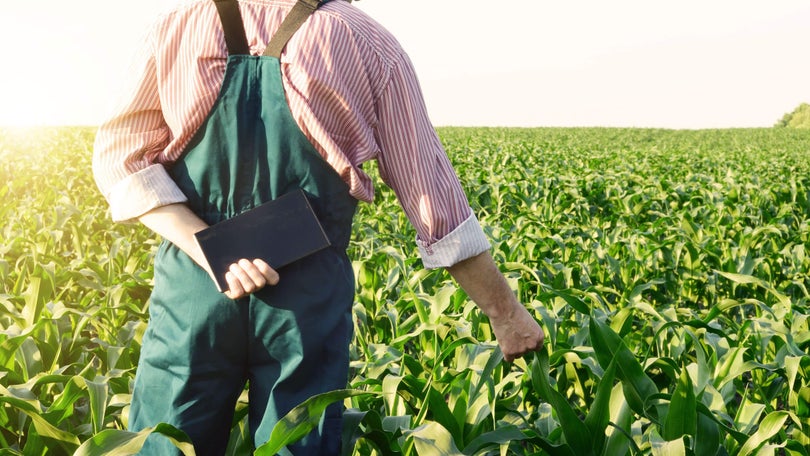 Imagem de Jovens agricultores podem candidatar-se até setembro a ajudas no valor global de 2 ME