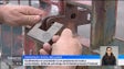 Imagem de Acolhimento dos reclusos na sociedade é «um problema de toda a comunidade» (vídeo)
