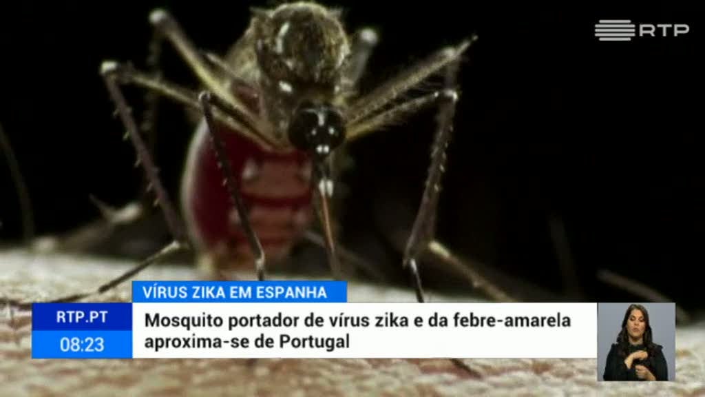 Detetado perto de Portugal mosquito portador do vírus zika