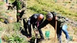 Imagem de Governo investe 7 milhões na reflorestação das serras de Santo António