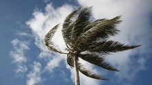 Imagem de Madeira sob aviso amarelo devido ao vento