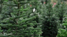 Imagem de IFCN distribui árvores de Natal a instituições