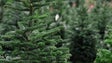 IFCN distribui árvores de Natal a instituições
