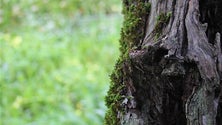 Imagem de Comissão Europeia tem nova estratégia para a biodiversidade (Vídeo)