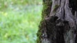 Imagem de Comissão Europeia tem nova estratégia para a biodiversidade (Vídeo)