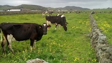 Imagem de Explorações agrícolas têm de baixar o consumo de rações (Vídeo)