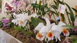 Imagem de Madeira tem condições para a produção de flores em escala industrial (áudio)