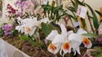 Madeira tem condições para a produção de flores em escala industrial (áudio)