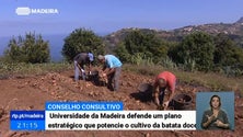 Imagem de Batata-doce de produção regional precisa de ser distinguida da importada – UMa (Vídeo)