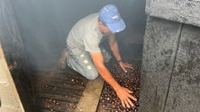 Produção de castanha deste ano foi muito pouca (vídeo)